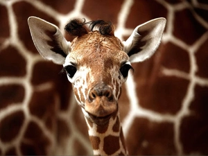 small, giraffe