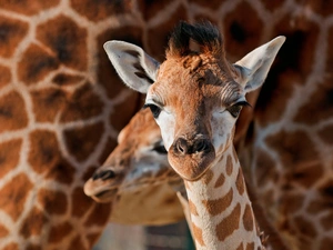 small, giraffe