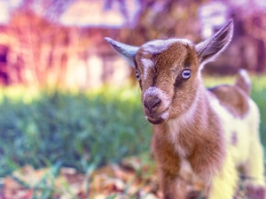small, Goat