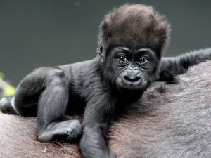 small, gorilla