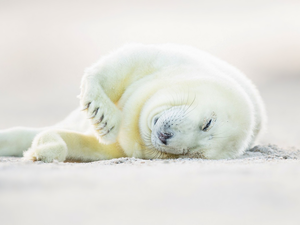 Harp Seal, White, small