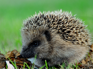 small, hedgehog