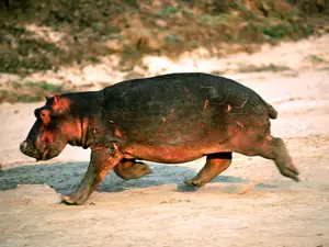 small, hippo