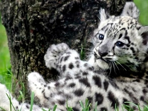 small, snow leopard