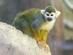 small, capuchin monkey