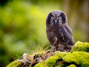 small, Boreal Owl, blur, Moss, chick, owl, Bird, nest