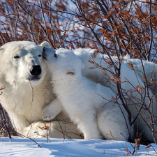 small, Two cars, Bush, branch pics, little bear, Polar Bears