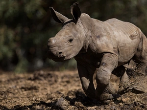 small, Rhino