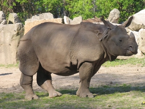small, Rhino