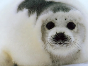 small, seal