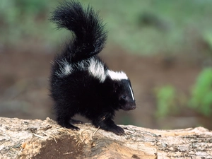 small, skunk