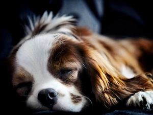 sleepy, doggy, Puppy, small