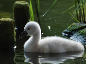 small, Swans