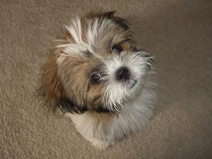 small, Shih Tzu
