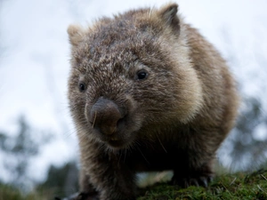 small, Wombat