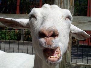 Smile, goat, Fance