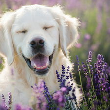 dog, Smile, lavender, Golden Retriever