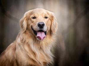 dog, Smile, tongue, Golden Retriever