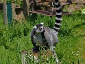 Swing, grass, lemur, snag