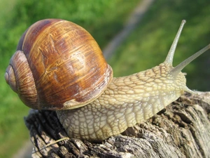 snail