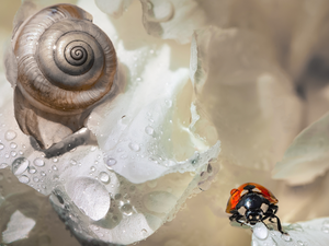 water, Colourfull Flowers, snail, ladybird, White, drops