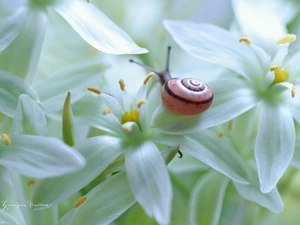 snail, White, Flowers