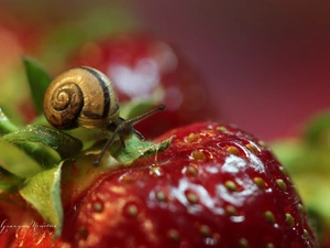 snail, strawberries, Fruits