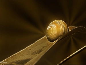 snail, graphics