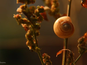 snail, The herb