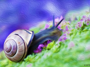 snail, graphics, picture