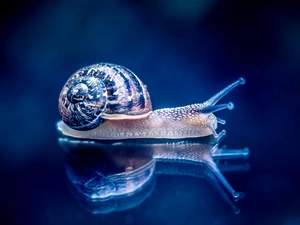 snail, reflection