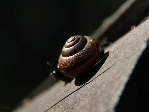 snail, shell