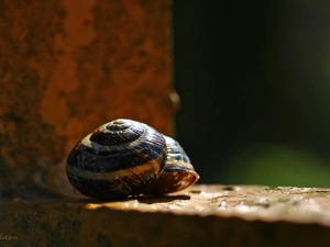 snail, shell