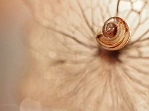 snail, shell
