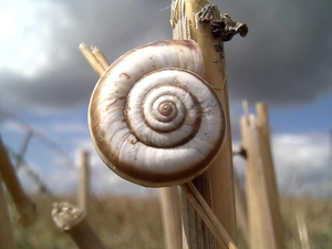 snail, stalk