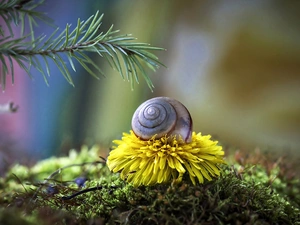 Snail, twig