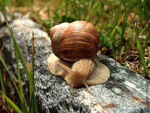 snail, winniczek