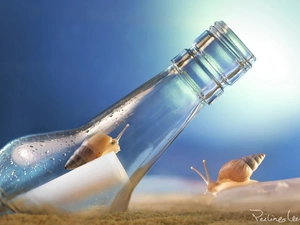 Bottle, Two cars, Snails