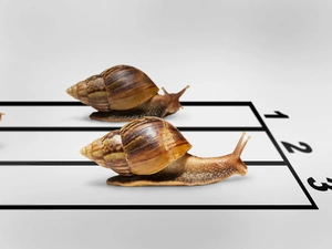 Snails, contest