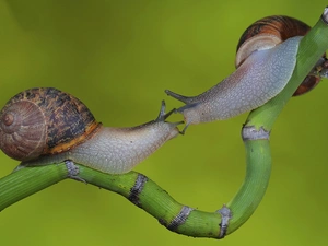 twig, Two cars, Snails