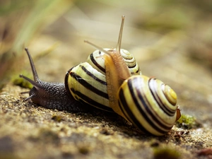 Snails