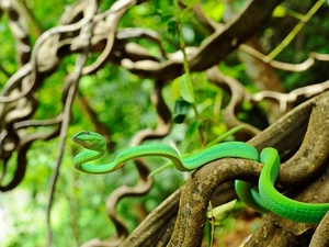 Green, Climbers, Plants, Snake
