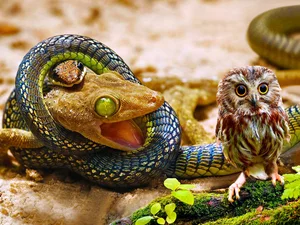 Lizard, small, owl, Snake