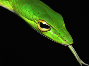 Green, Head, Tounge, Dark Background, Ahaetulla mycterizans, Snake