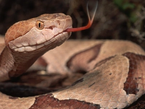 Snake, Tounge