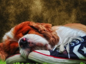 sneakers, dog, dream