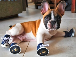 French Bulldog, dog, sneakers