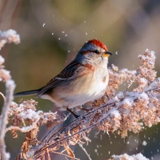 Bird, redpoll, A snow-covered, plant, winter