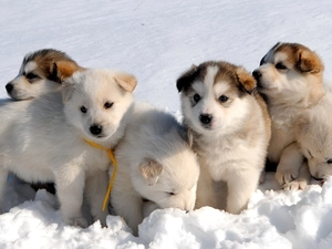 snow, puppies, an