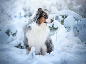 snow, winter, Australian Shepherd, Plants, dog